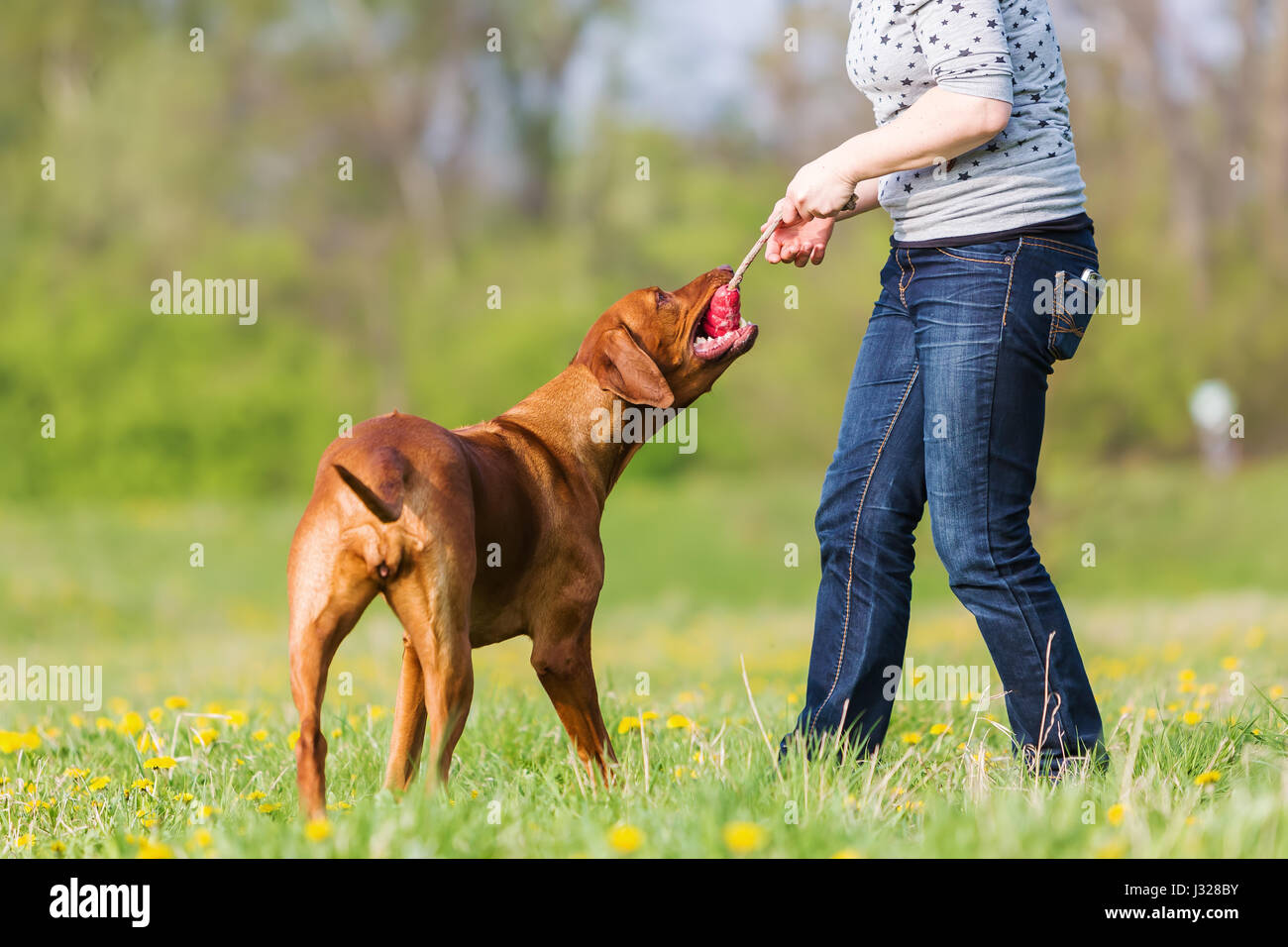 Rhodesian ridgeback legs hi-res stock photography and images - Alamy