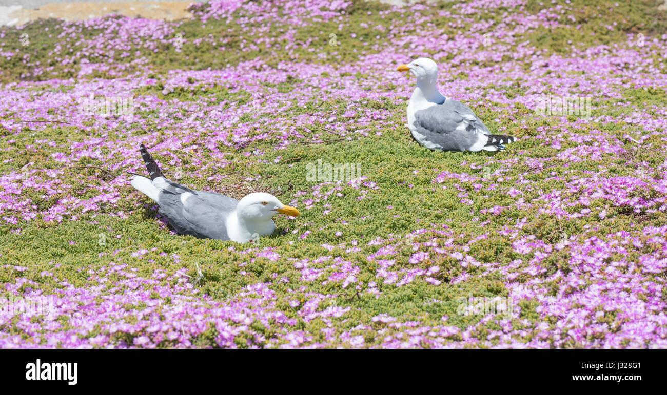 Western Gulls (Larus californicus) Perching on Ice Plant. Stock Photo