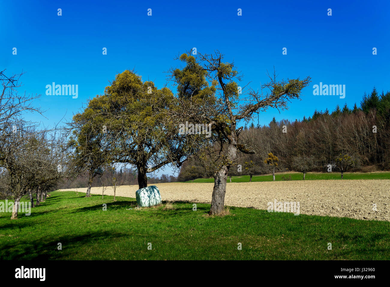 Medlar trees in Baden-Württemberg, Germany Stock Photo