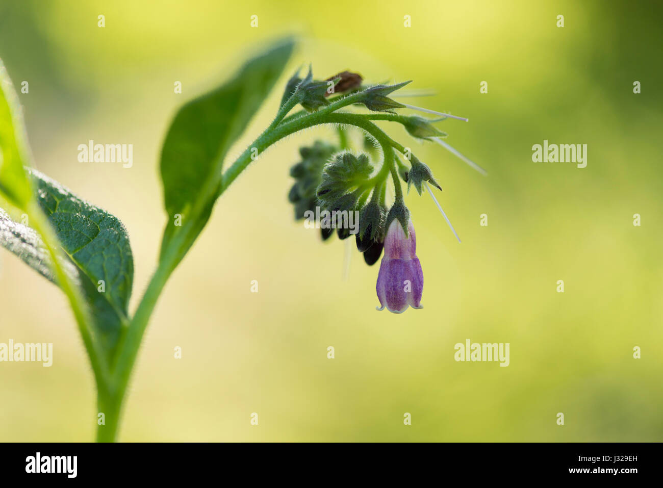 Russian Comfrey Flower (Symphytum Uplandicum) Stock Photo