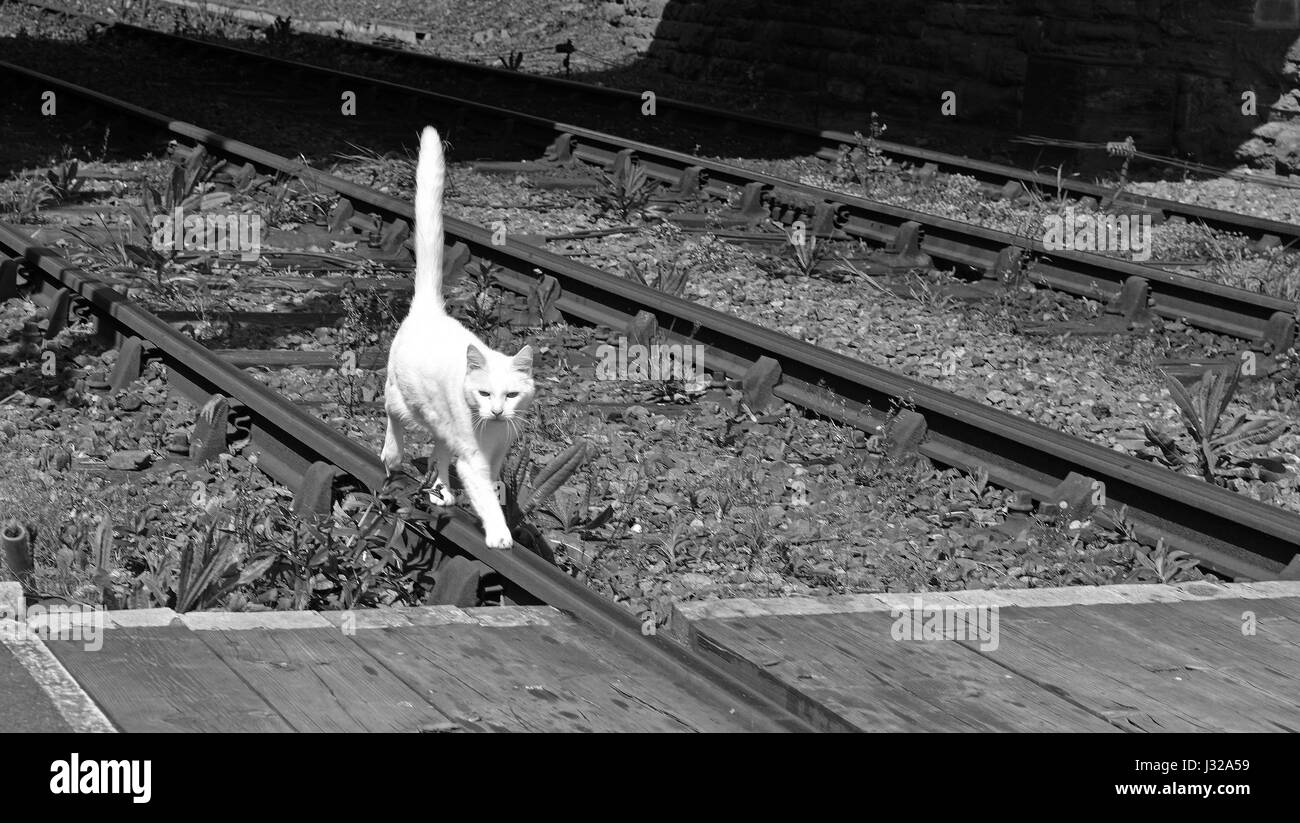 A White Cat Walking On A Railway Track With Upright Tail Stock Photo