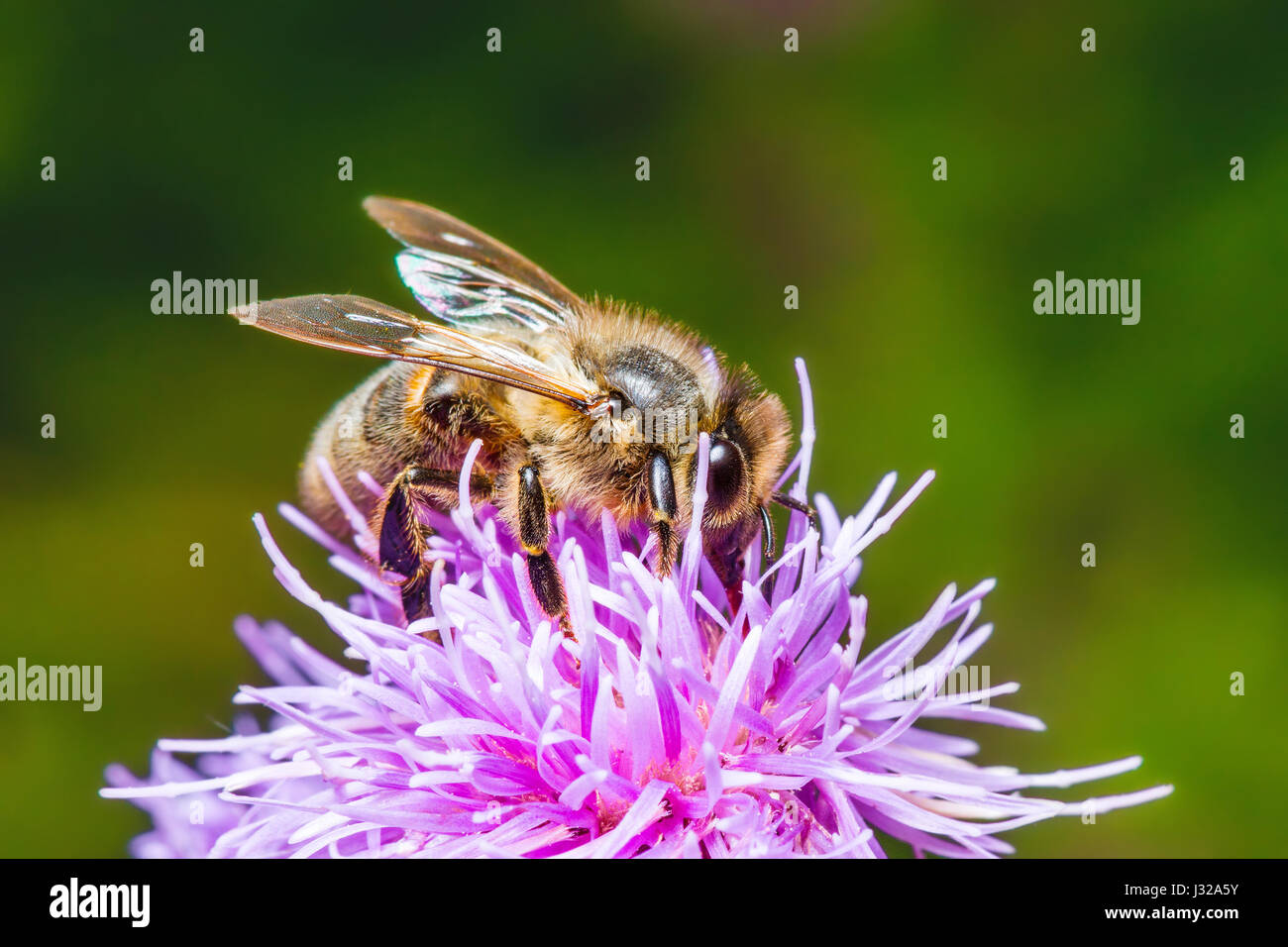 Cute macro honey bee hi-res stock photography and images - Alamy