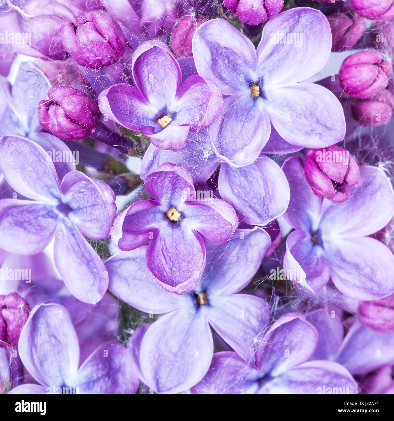 Purple Lilac Flowers Background Stock Photo