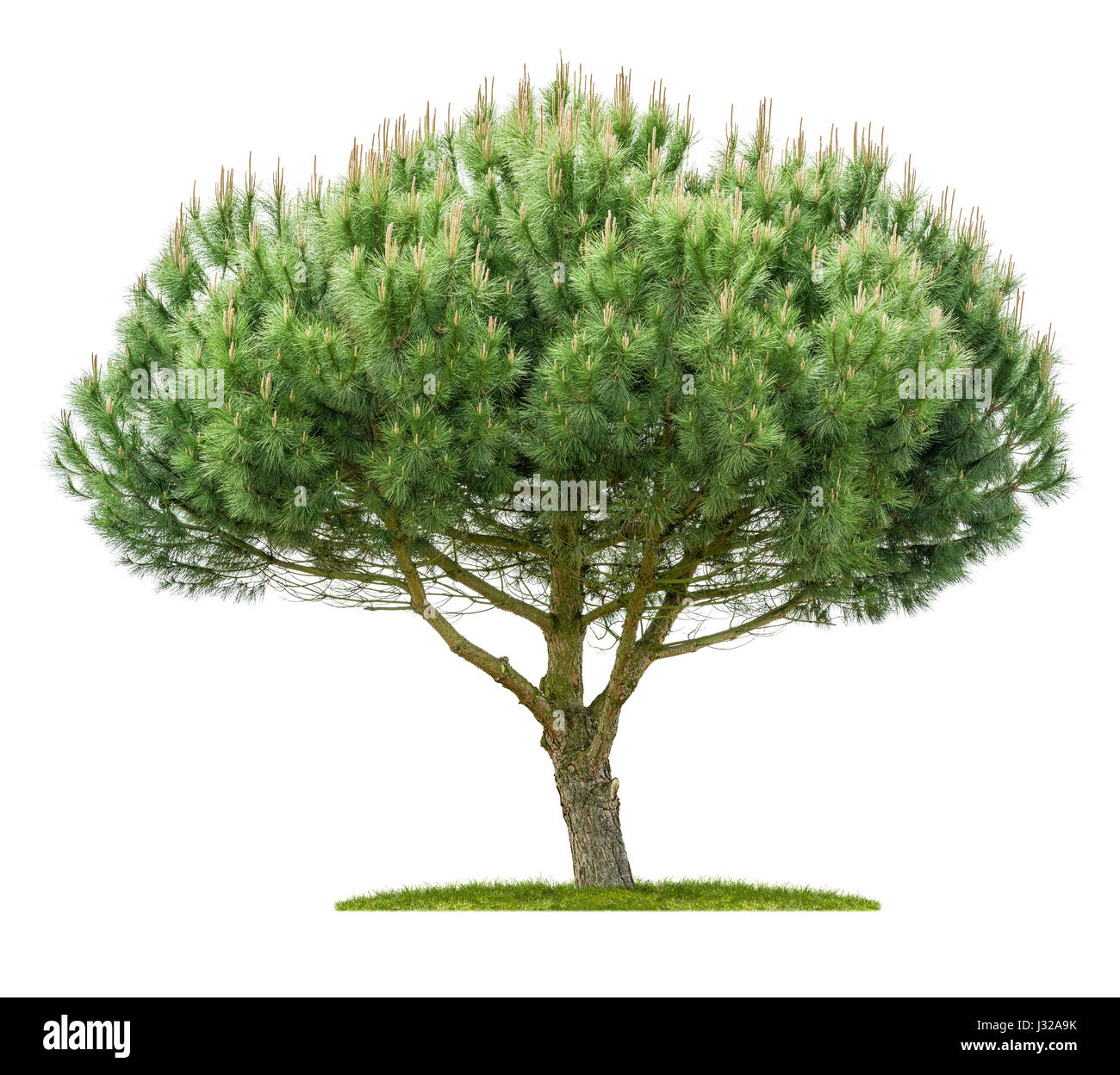 An isolated pine tree on a white background Stock Photo - Alamy