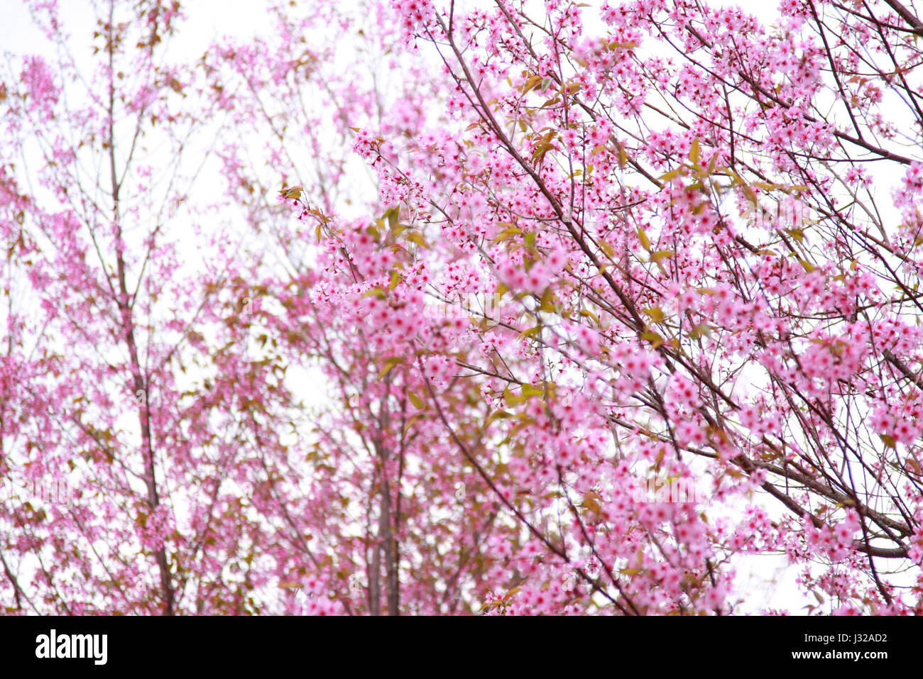 cherry pink blossom isolated on white background Stock Photo - Alamy
