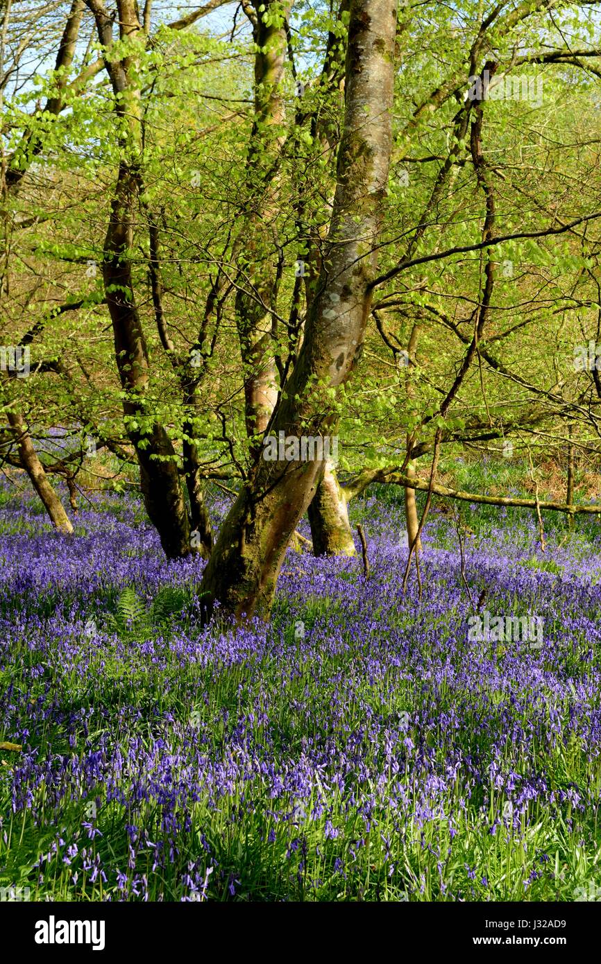 carpet of native bluebells Hyacinthoides non-scripta  Coed Tregib Woods Woodland Trust Llandeilo Wales Cymru UK GB Stock Photo