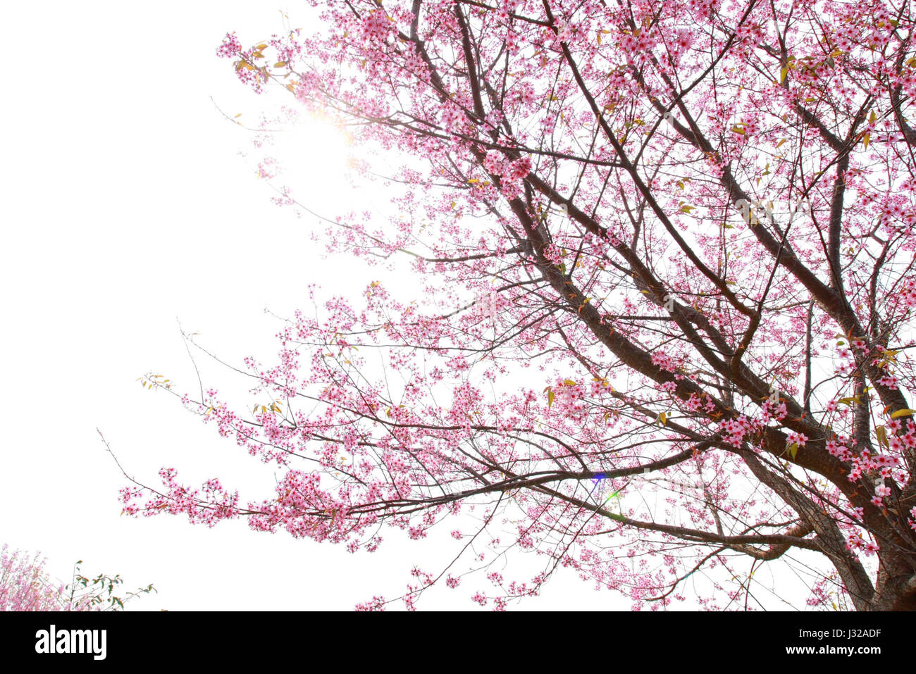 cherry pink blossom isolated on white background Stock Photo - Alamy