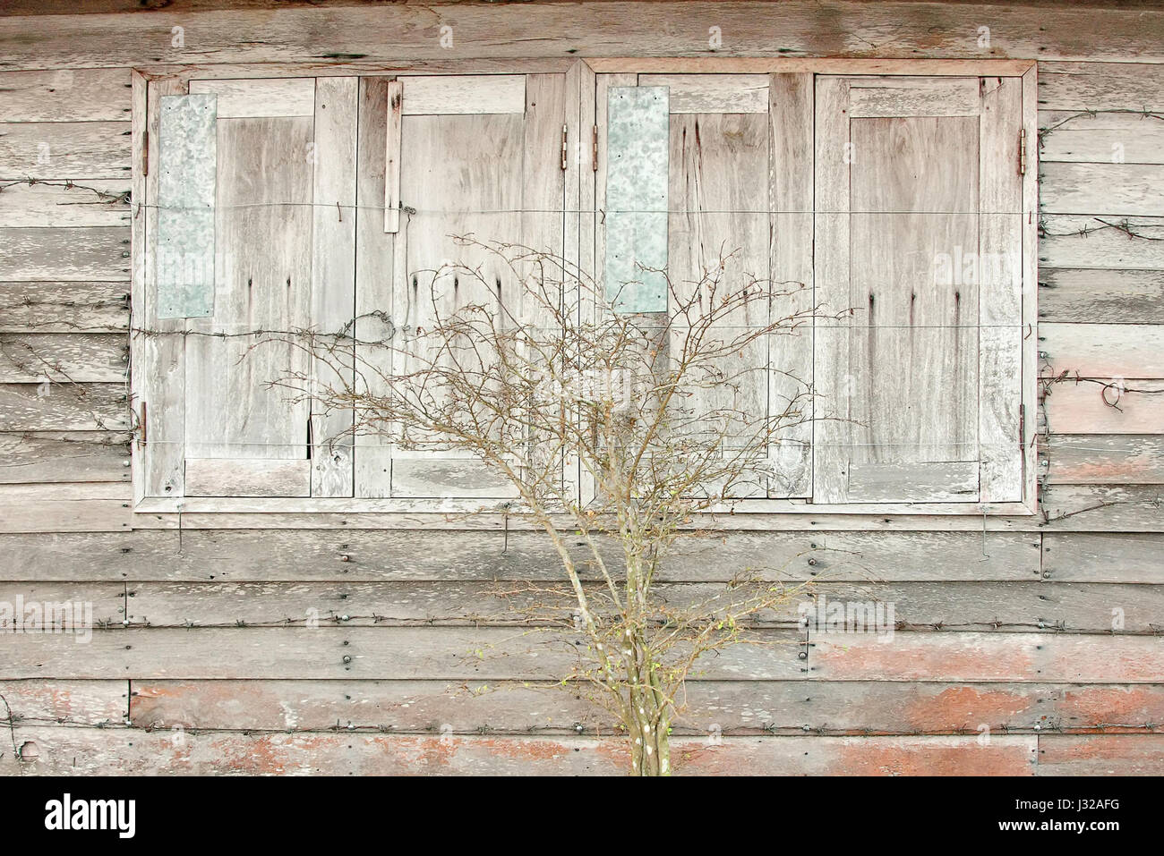 The old wood wall and close window with tree Stock Photo