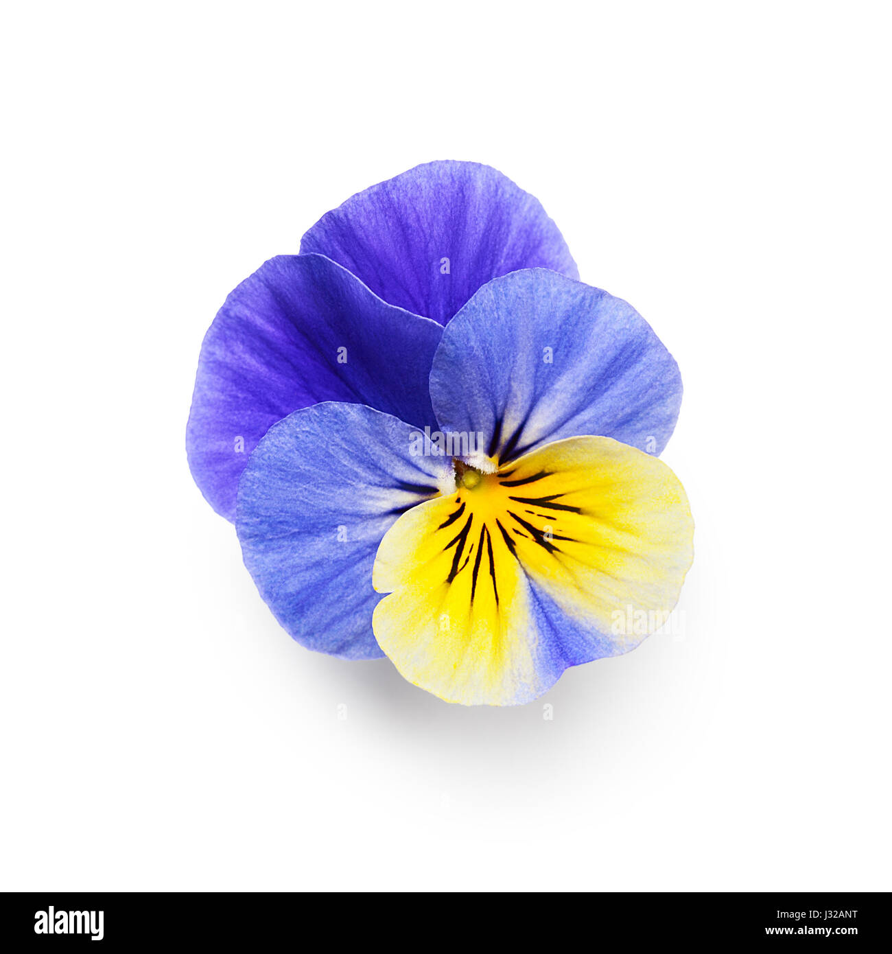 Pansy flower isolated on white background clipping path included. Spring garden viola tricolor Stock Photo