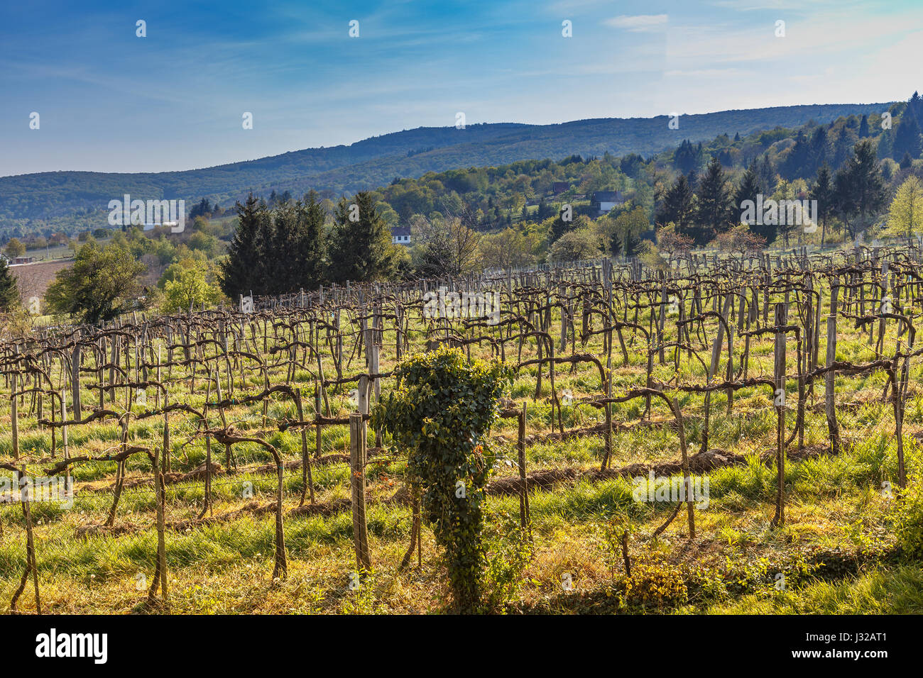 Vineyard landscape. Image taken in the spring season Stock Photo - Alamy