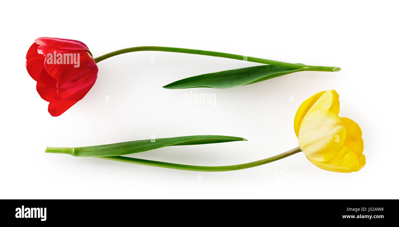 Red and yellow tulip flower with leaves. Two objects isolated on white background clipping path included. Spring garden flowers Stock Photo