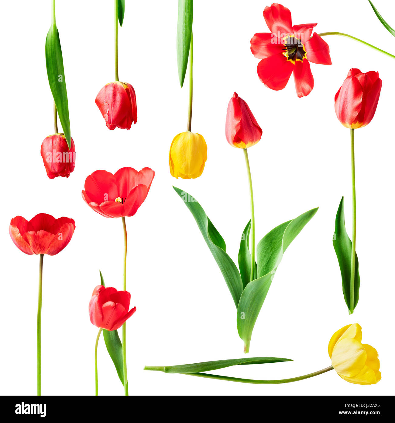 Red and yellow tulip flower with leaves collection isolated on white. Abstract background with spring garden flowers Stock Photo