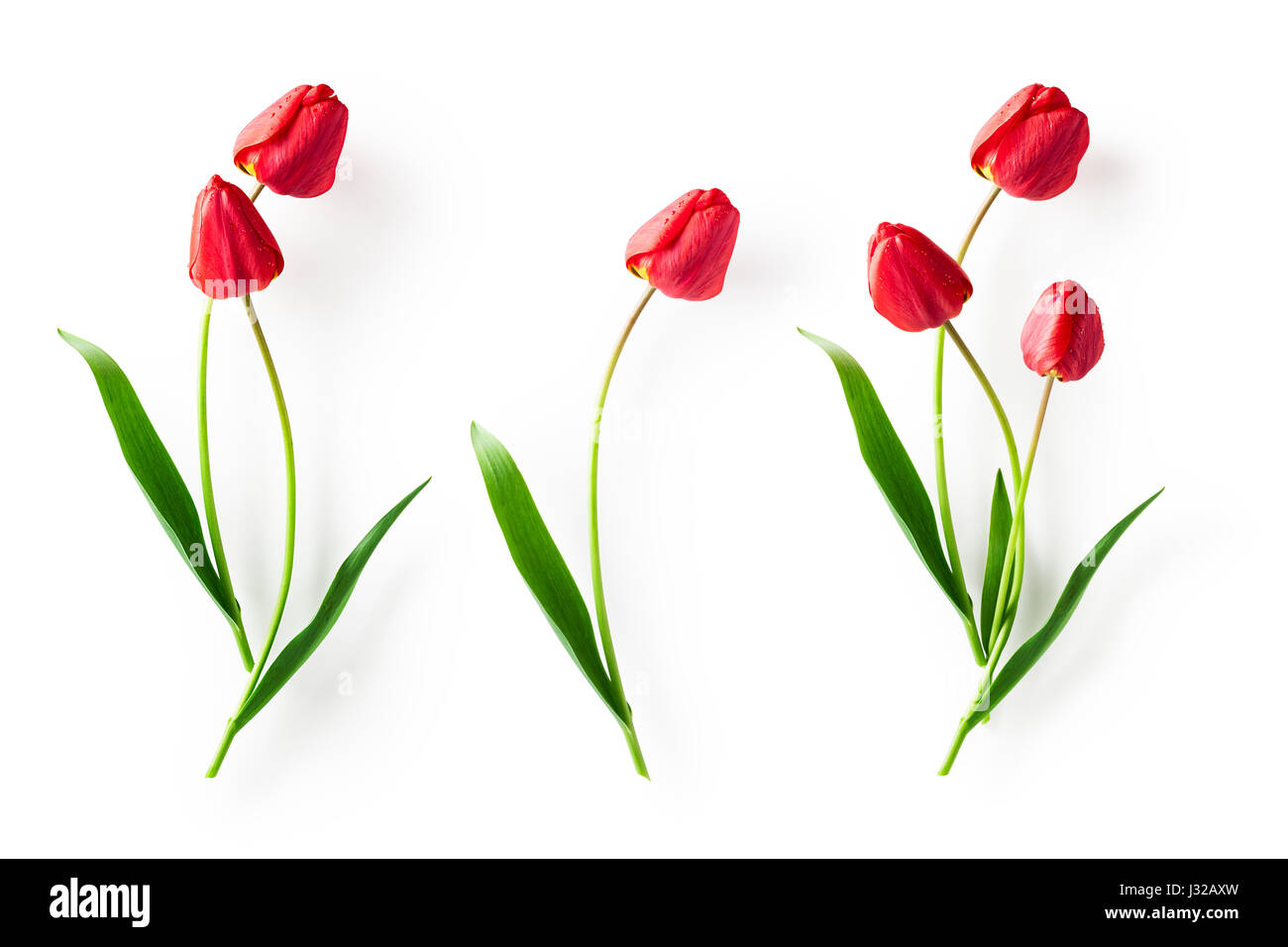 Red tulip flower with leaves collection isolated on white background. Spring garden flowers Stock Photo