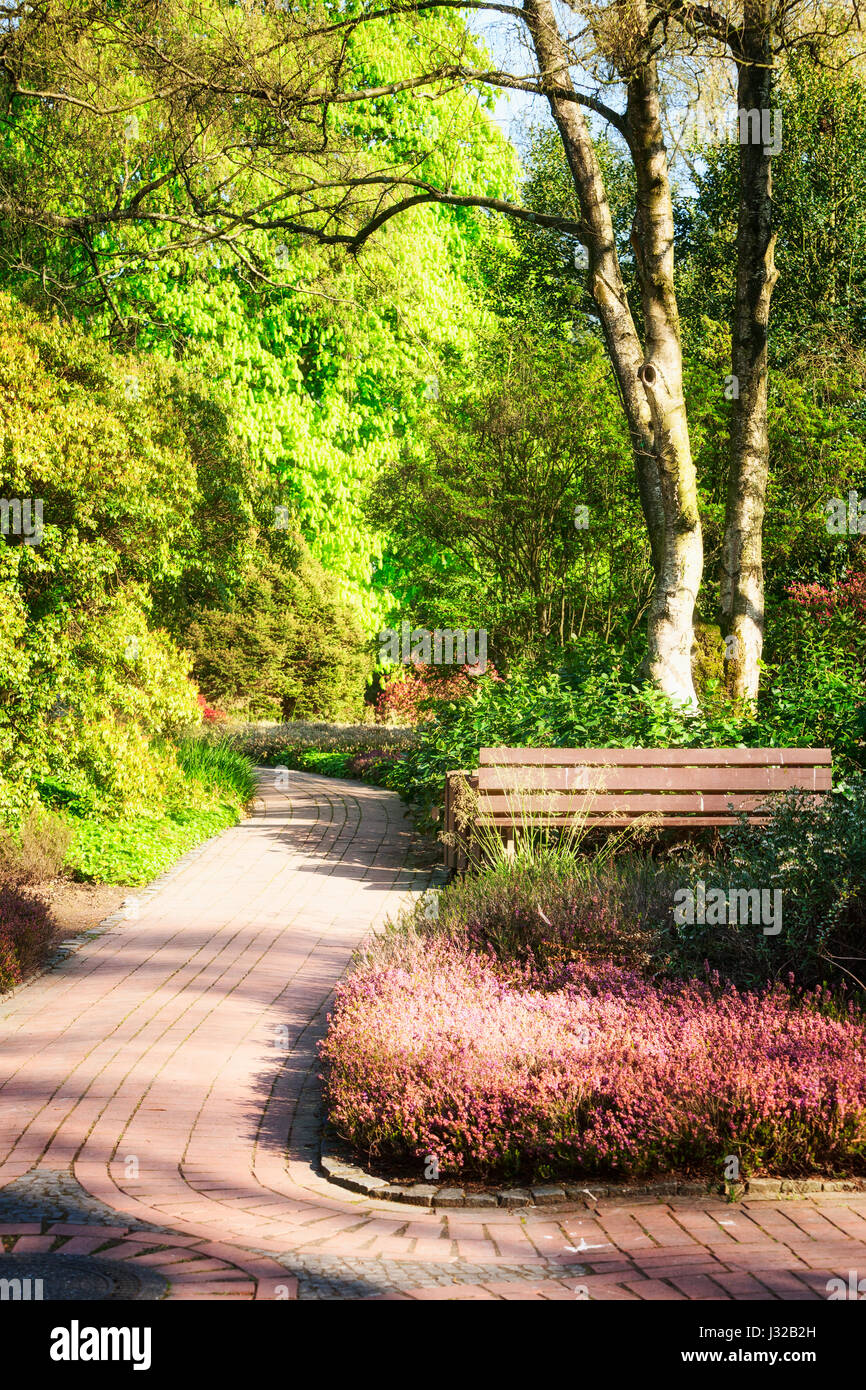 Spring green park. City park with pathway, heather flowers, birch tree and bench in sunny day. Springtime landscape background Stock Photo