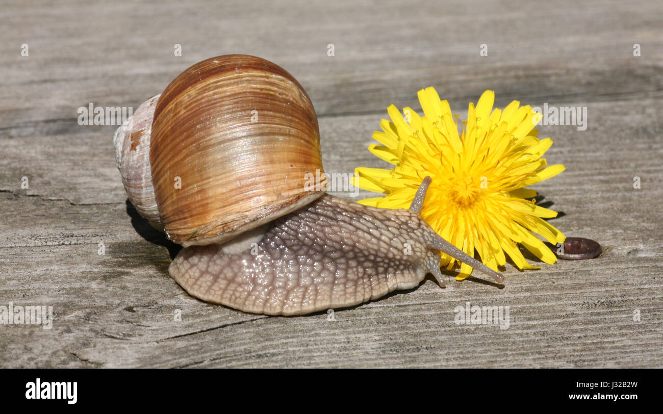 snail on wooden background Stock Photo