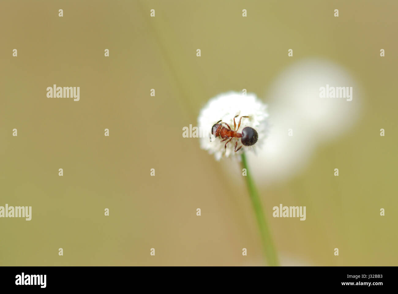 Image of soft white flower with blurry red ant on top, Manee Dheva Wild flower blooming in Thailand (Eriocauulon smitinandii Moldenke, ERIOCAULACEAE) Stock Photo