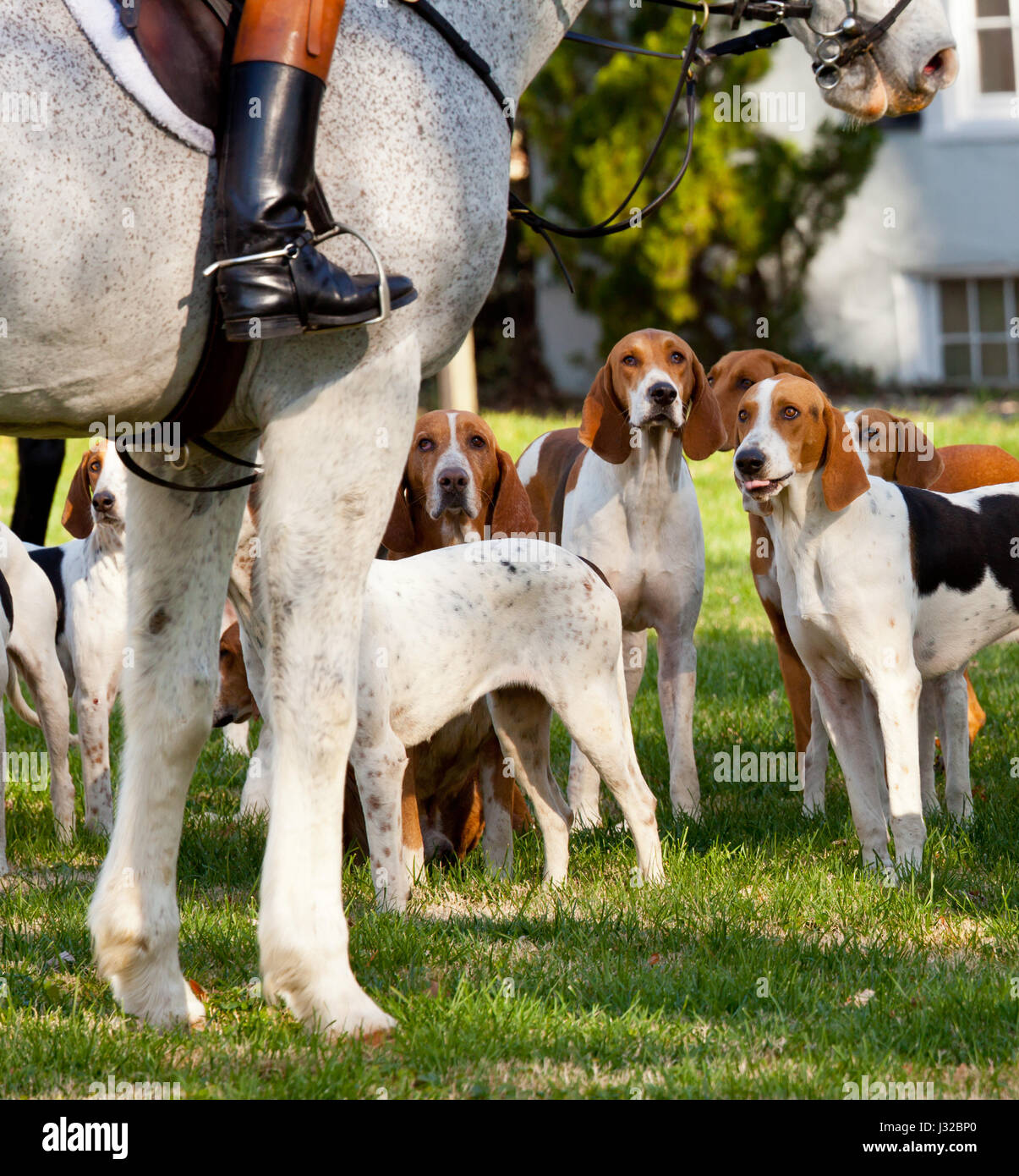 Fox hunting - Fox Hounds and huntsman at a traditional fox hunt Stock Photo