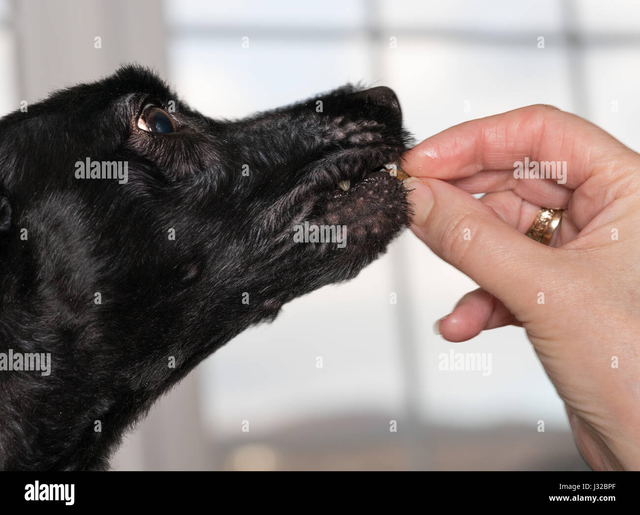 Feeding a dog a treat Stock Photo