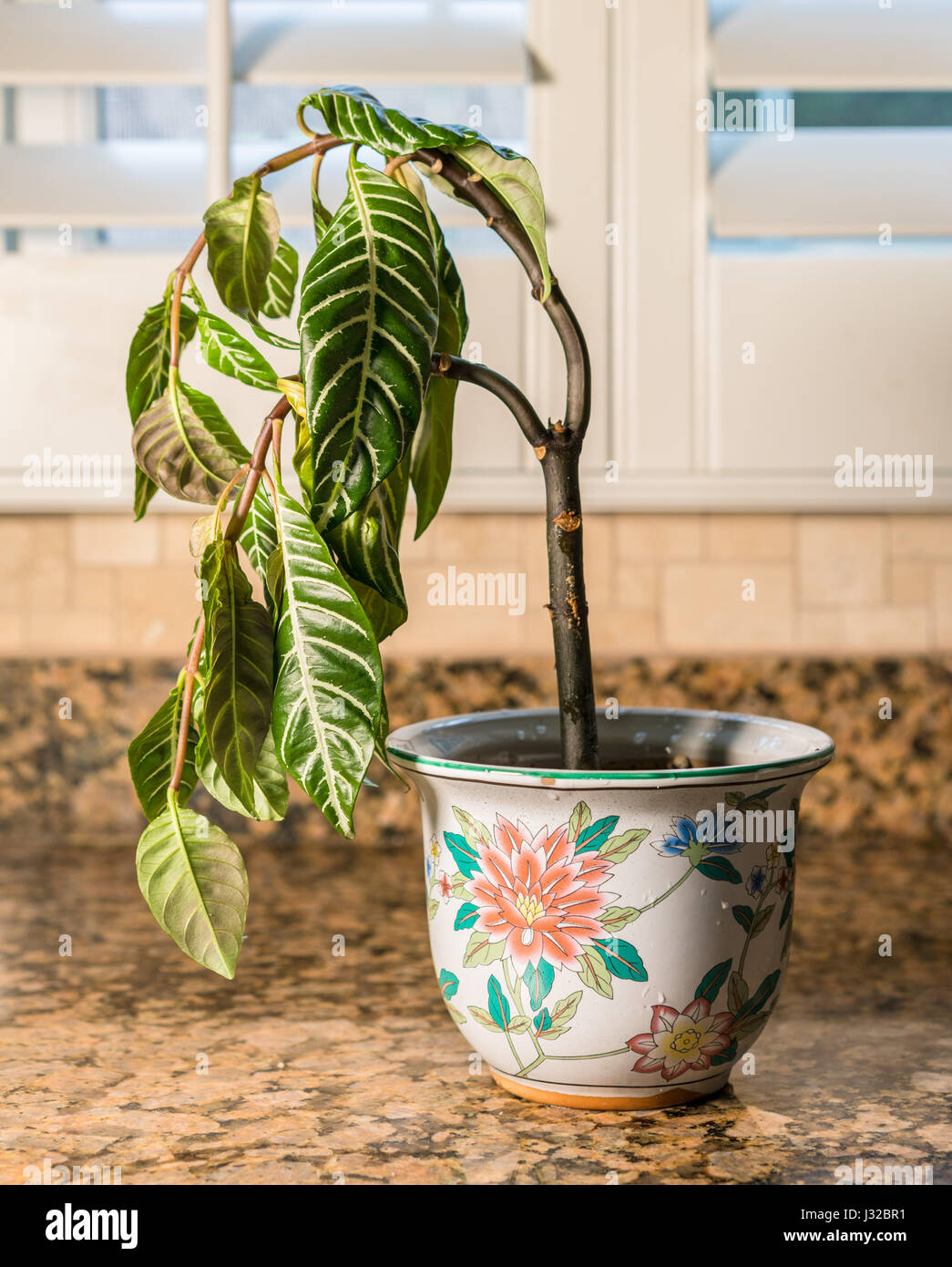 Drooping house plant in kitchen - shame, melancholy or depression concept Stock Photo