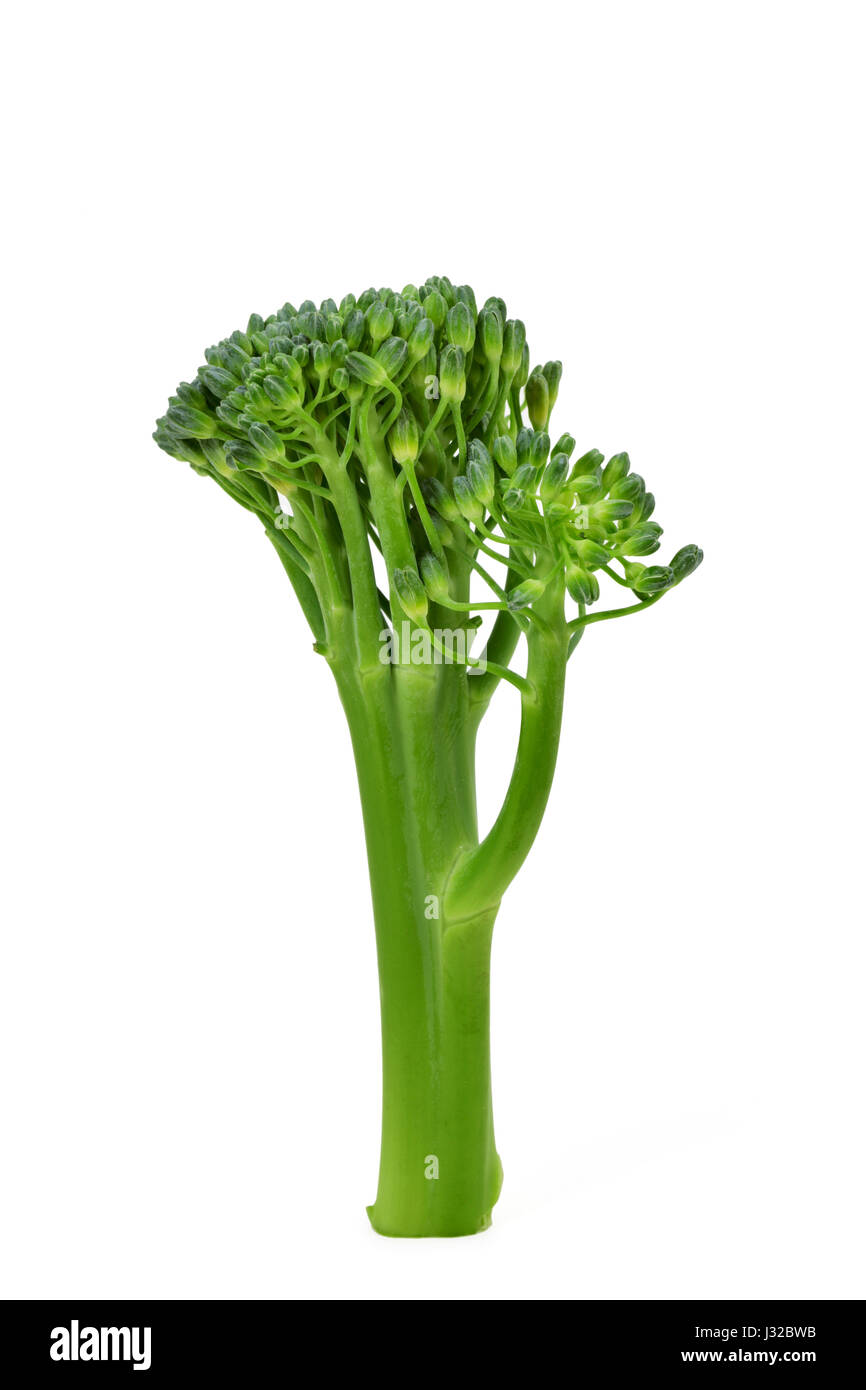 closeup of a stem of broccolini on a white background Stock Photo