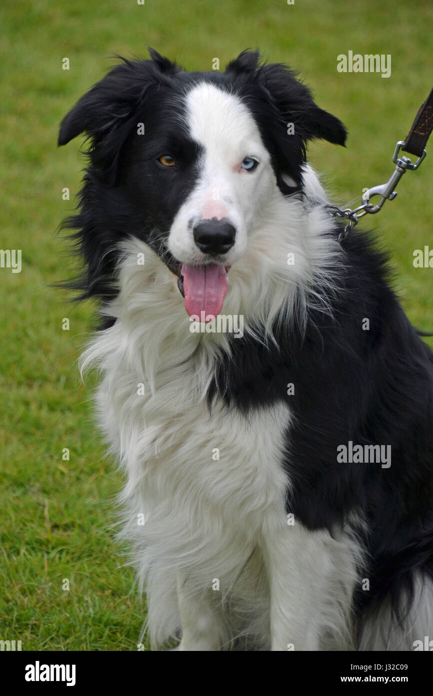 Collie Dog With One Blue Eye And One Brown Eye Heterochromia Iridis Stock Photo Alamy