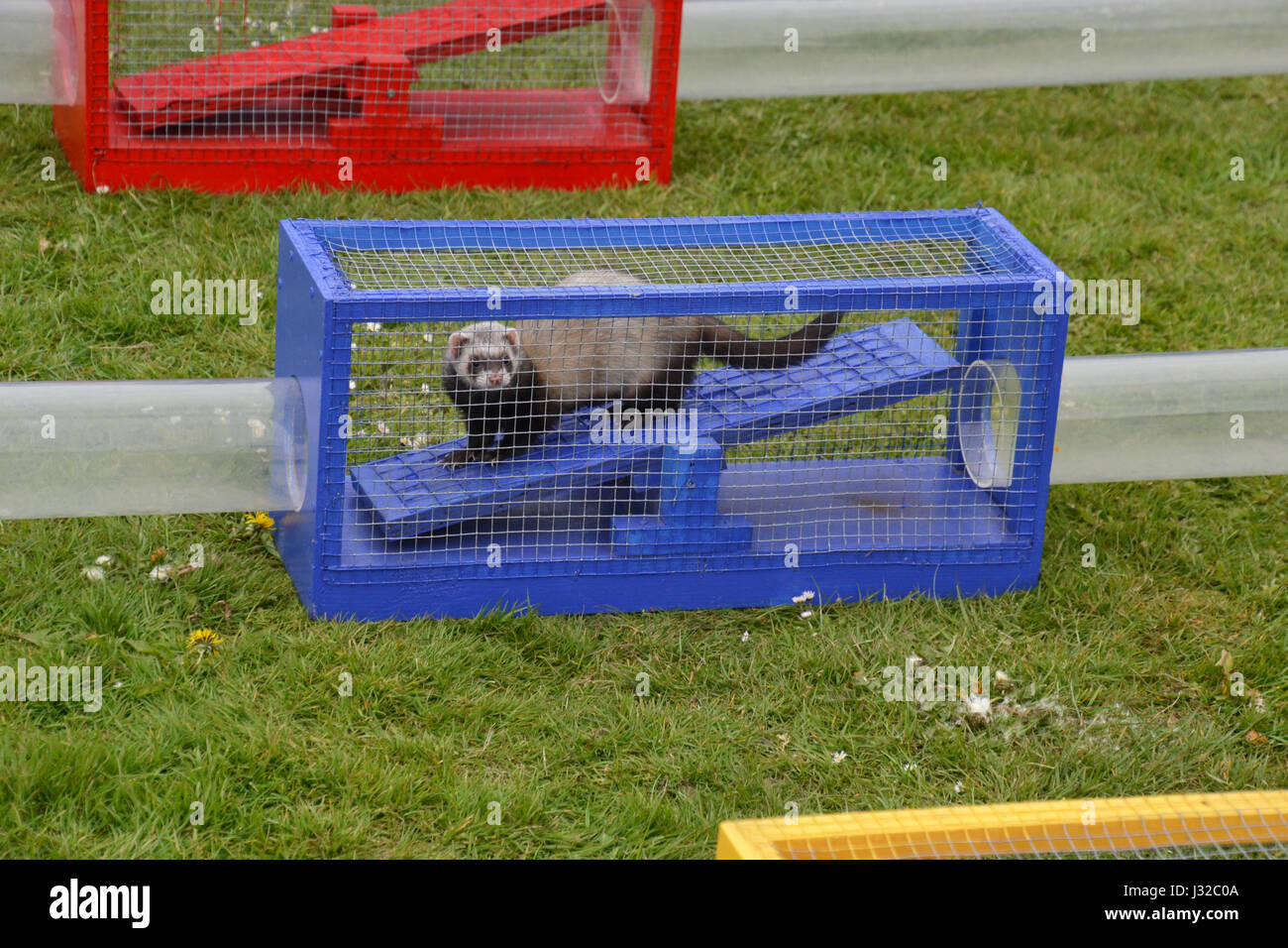 Ferret racing through tubes on an obstacle course, at the Longwick Village Fete, Buckinghamshire, UK Stock Photo