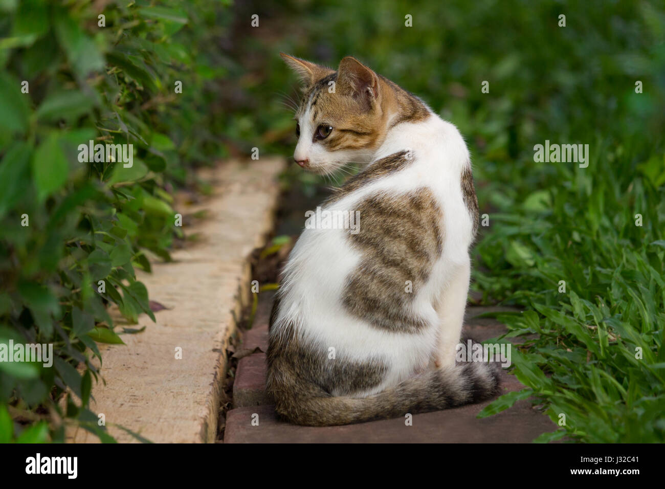 Cat turn back in the garden Stock Photo Alamy
