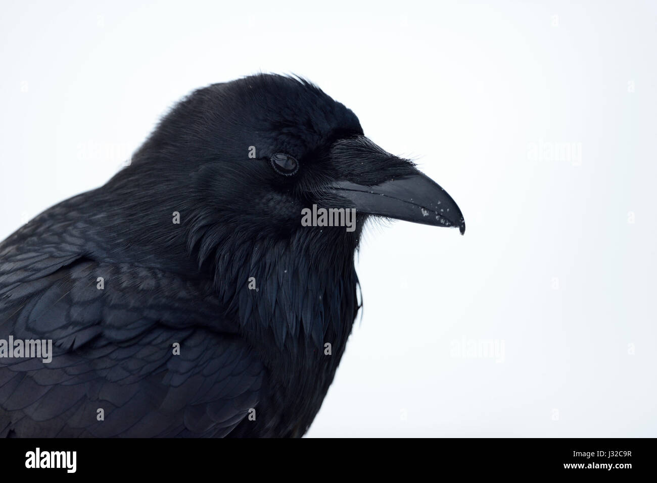 Common Raven / Kolkrabe ( Corvus corax ) in winter, close-up, head shot, rich of details, Yellowstone area, Montana, USA. Stock Photo