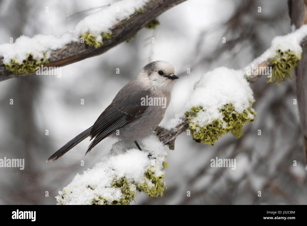Grey Jay / Meisenhaeher ( Perisoreus canadensis ) in winter, perching on a snow covered branch, Yellowstone National Park, Montana, USA. Stock Photo