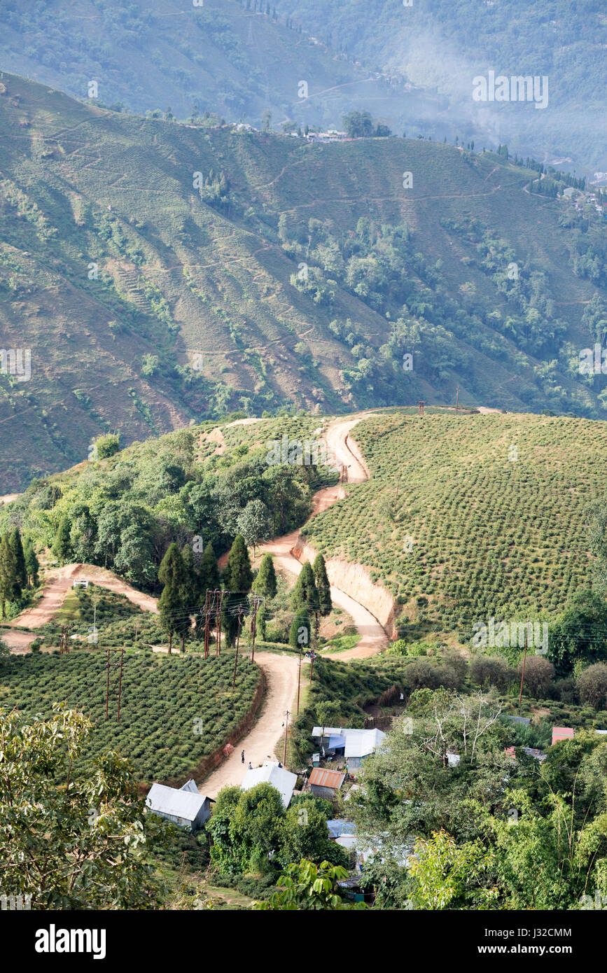 Tea plantations grown on Darjeeling slopes Stock Photo