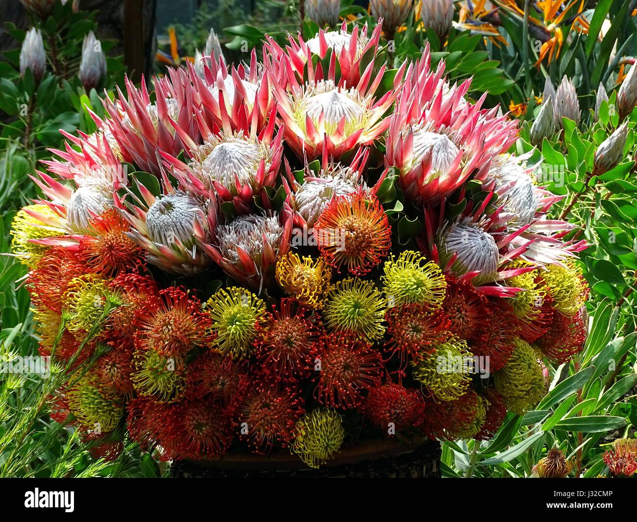 A Protea Bouquet Stock Photo Alamy
