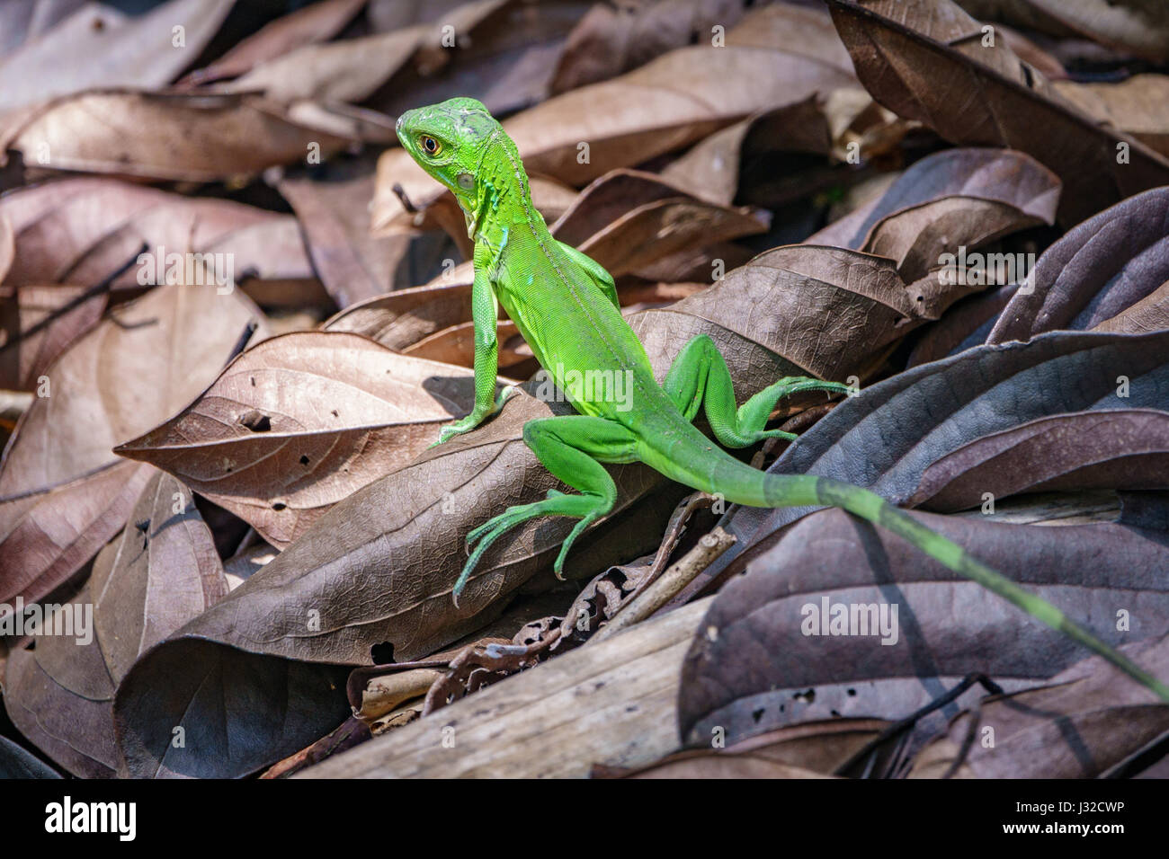 Green lizard in Corcovado, Costa Rica Stock Photo