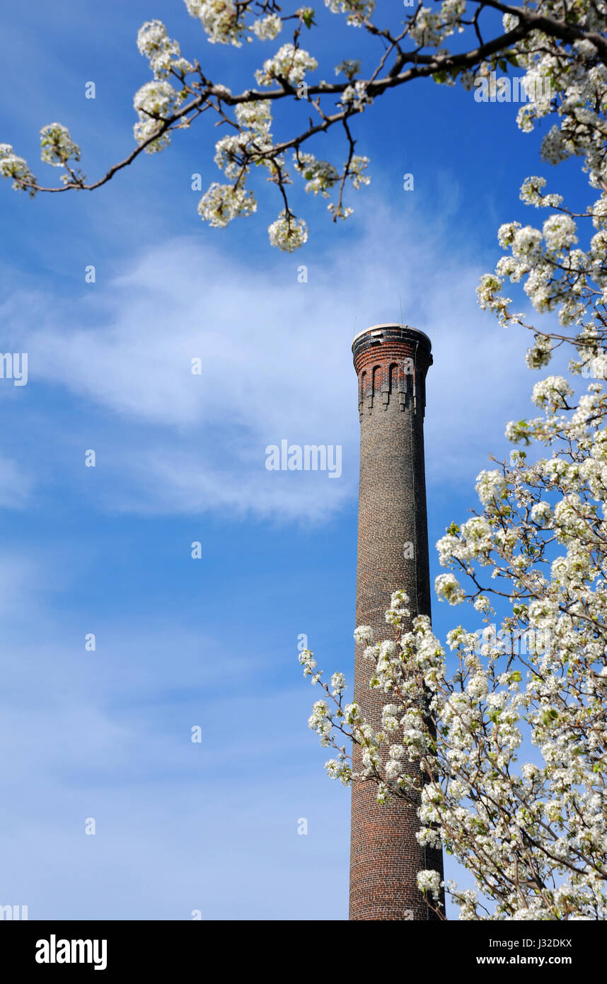 Historic smokestack, on the University of South Carolina in Columbia, is framed by Springtime blooms and blue sky. Stock Photo