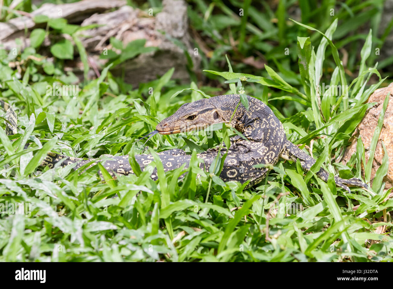 an lizard walking in the green of the pants Stock Photo