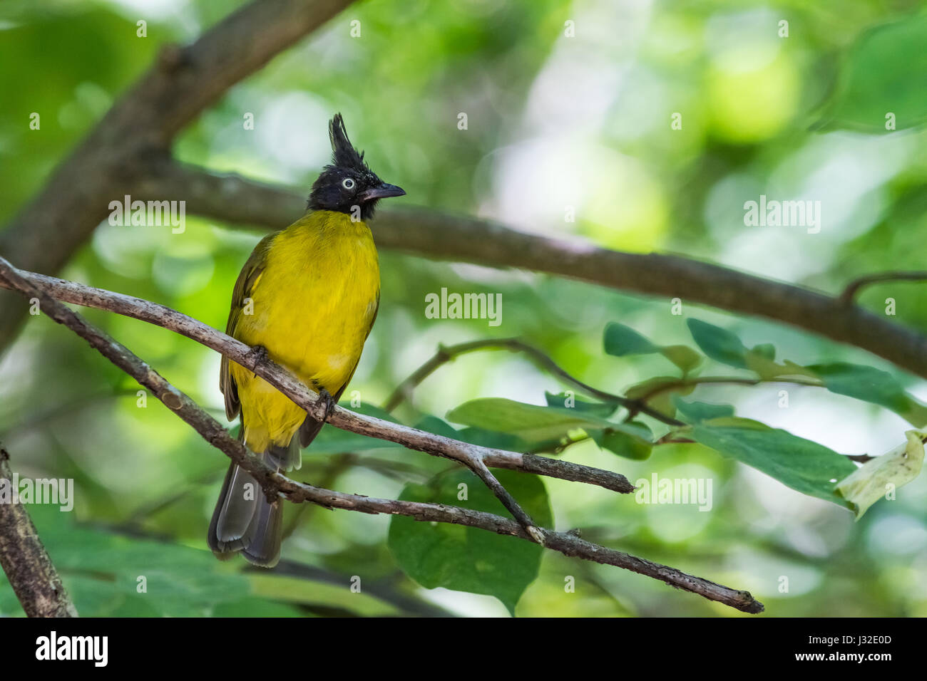in the forest in Thailand there is a Black crested bulbul on a twig on lookout Stock Photo