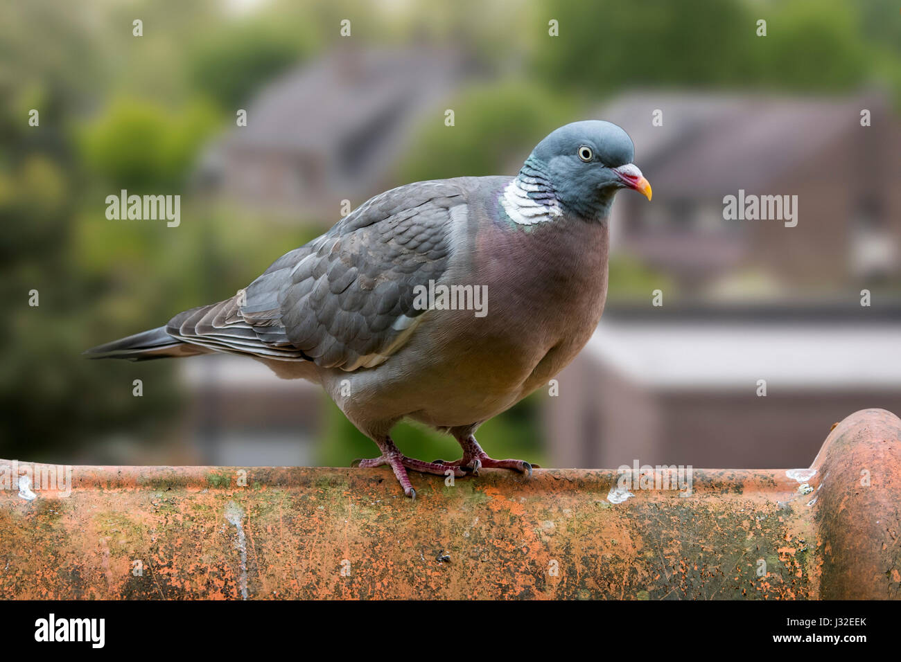 Common wood pigeon (Columba palumbus) perched on roof tile of house Stock Photo