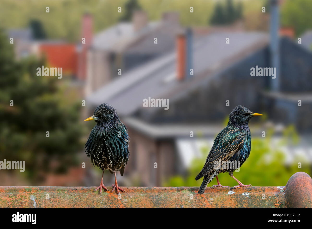 Two common starlings / European starling (Sturnus vulgaris) males perched on roof of house in village Stock Photo