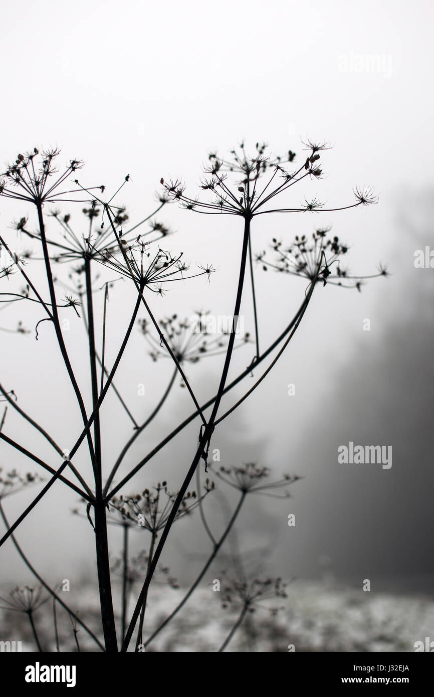 Flowers in Fog Stock Photo - Alamy