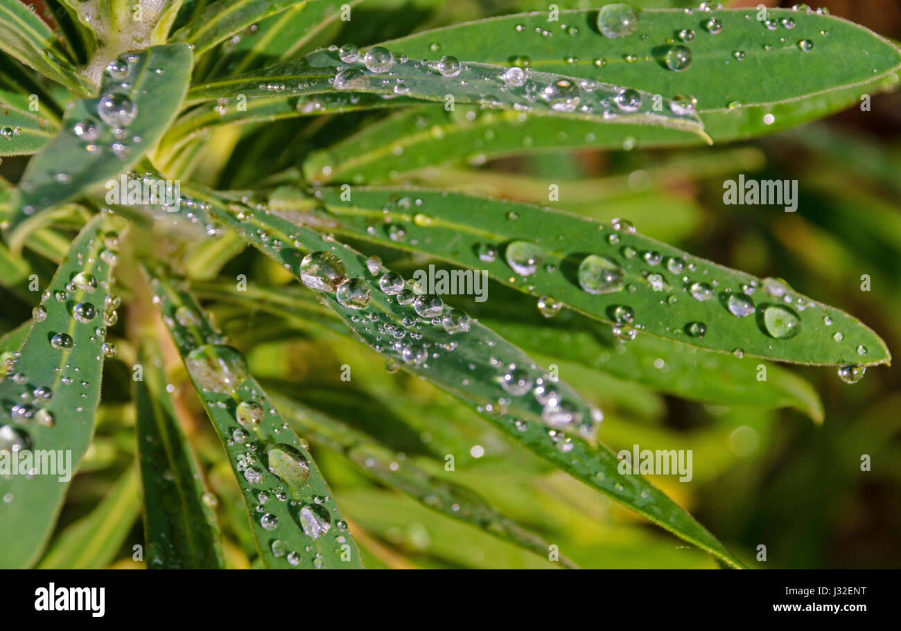 water drops on green plant leaves Stock Photo