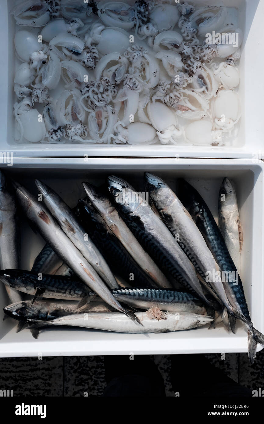 Seafood. Squids and Mackerel Stock Photo Alamy