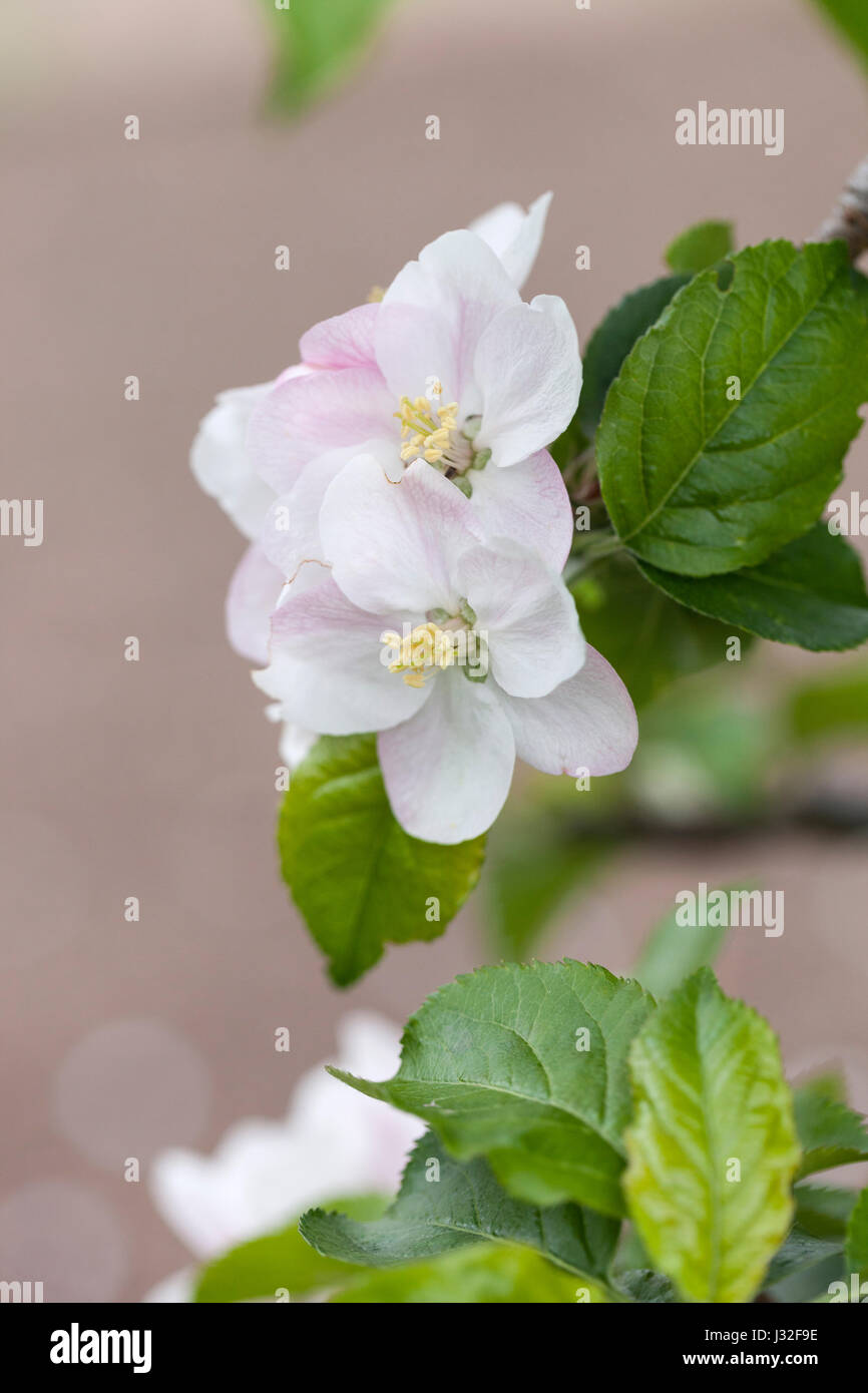 Malus domestica 'Court of Wick' English apple blossom flowering in