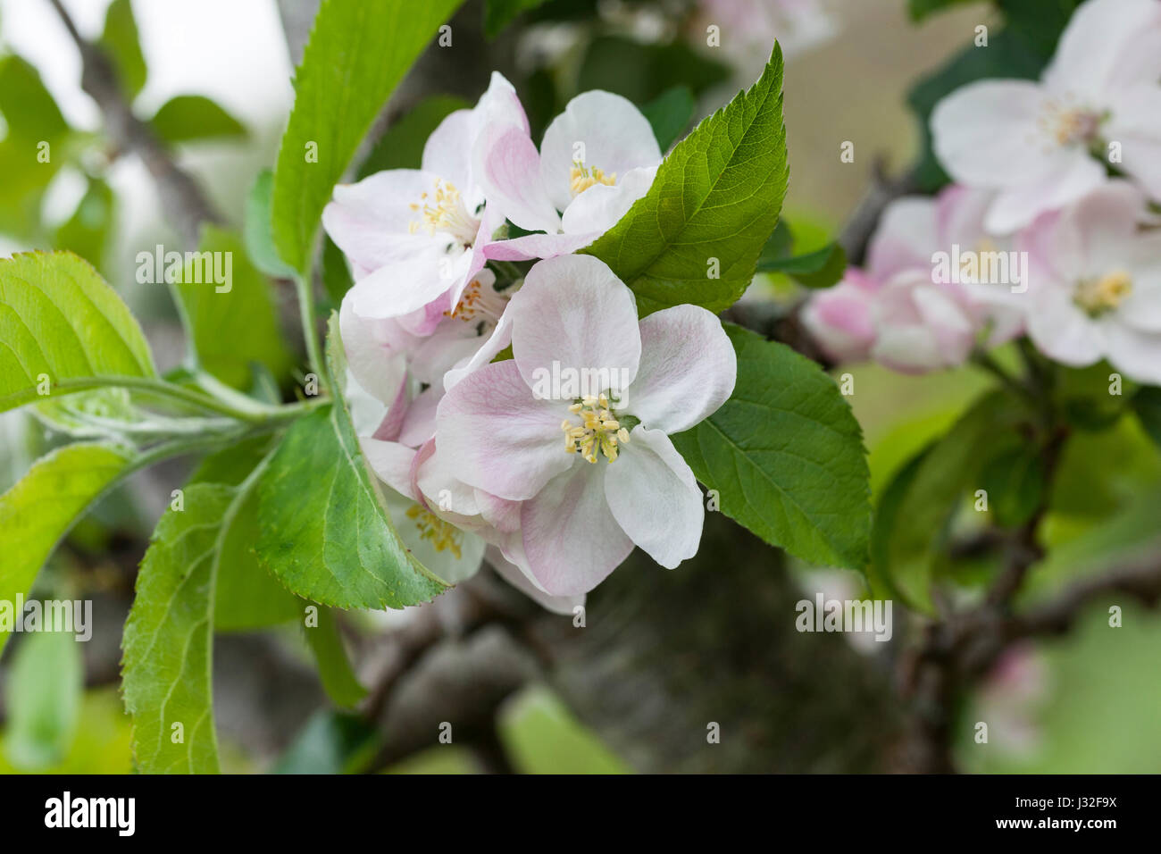 Malus domestica 'Court of Wick' English apple blossom close up, England