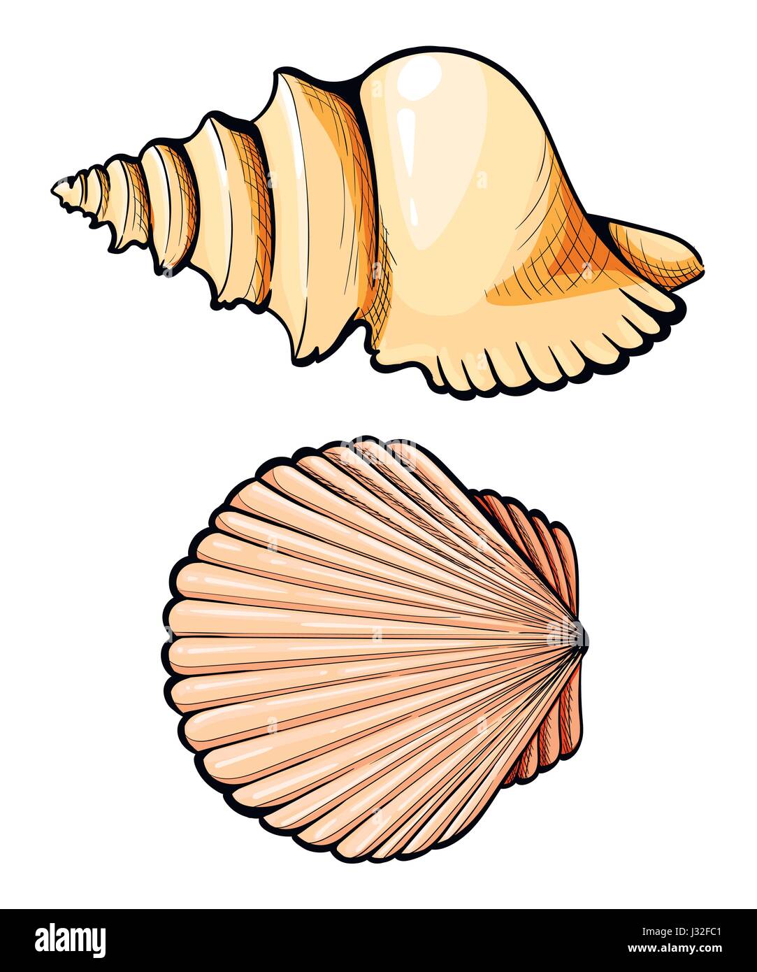 Shells drawing hi-res stock photography and images - Alamy
