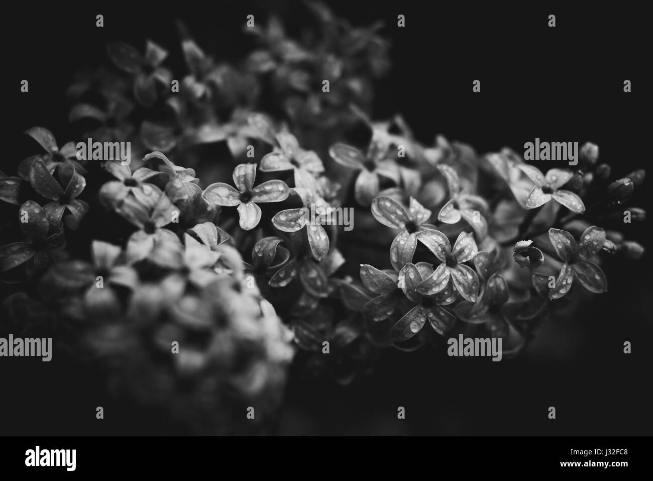 Black and white image of spring flowers in a garden after the rain ...