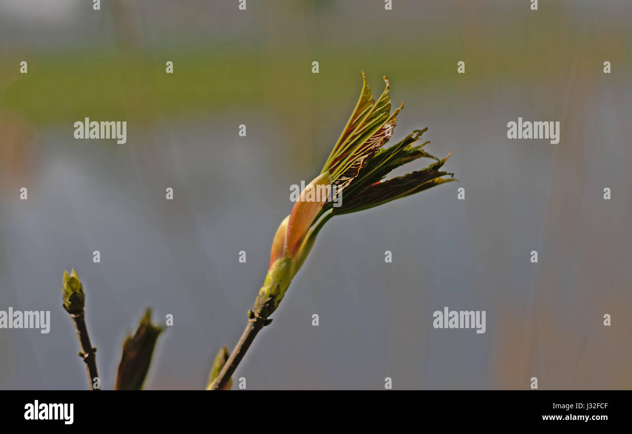 Sprouting leaf bud of an oak tree in spring, slective focus Stock Photo Alamy