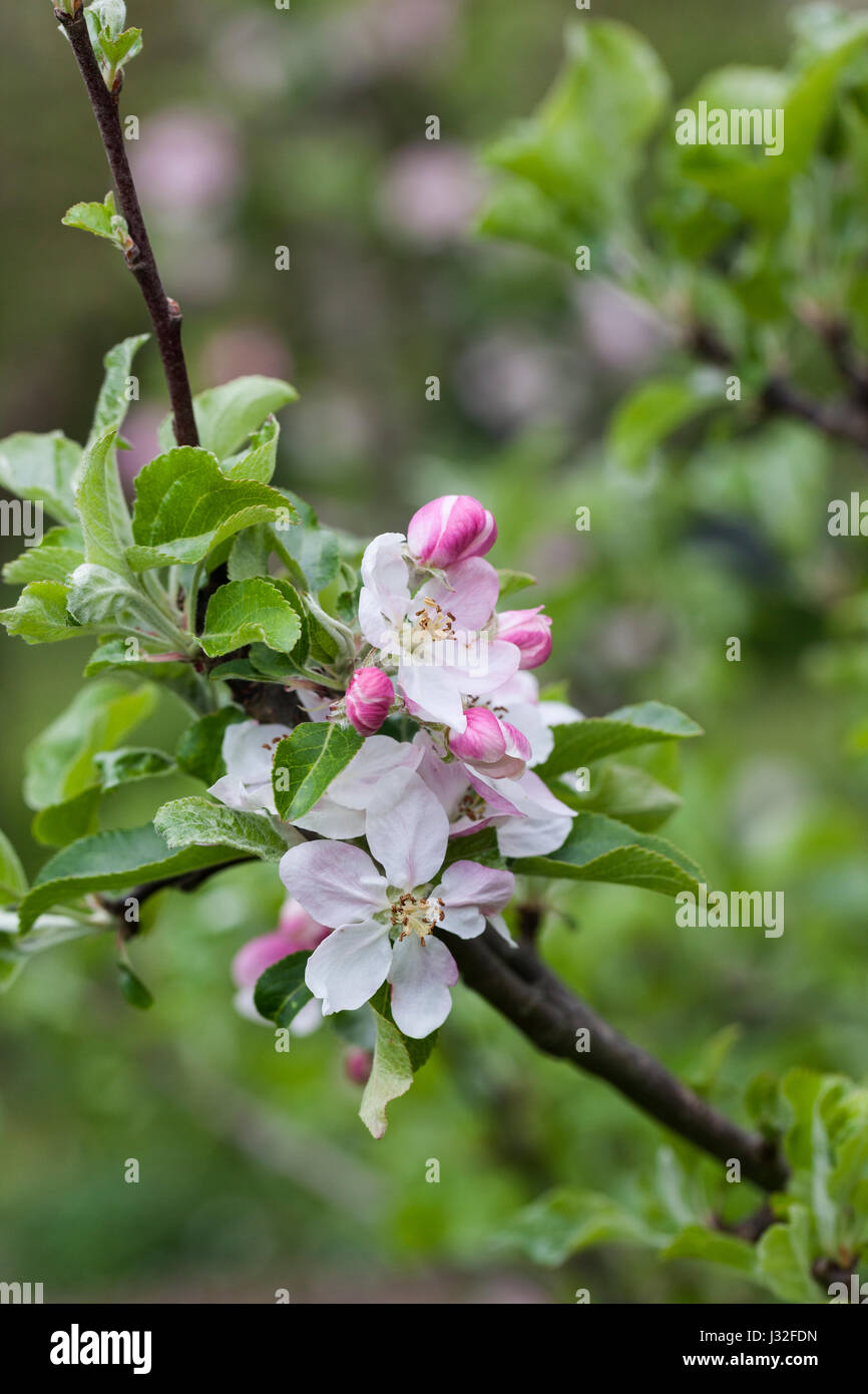 Malus domestica 'Woolbrook Pippin' apple blossom close up flowering in ...