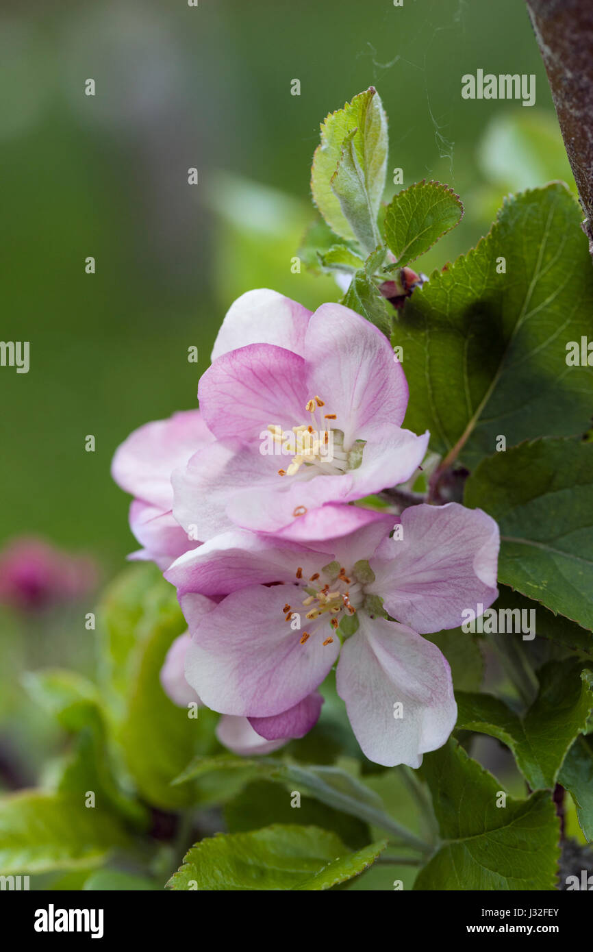 Close up of Malus Domestica Annie Elizabeth apple blossom in flower during spring, England, UK Stock Photo