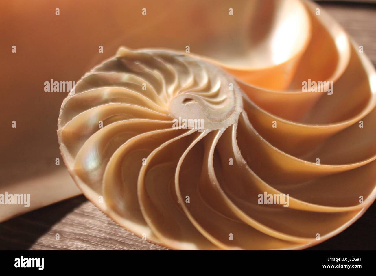 Fibonacci Sequence In Shells
