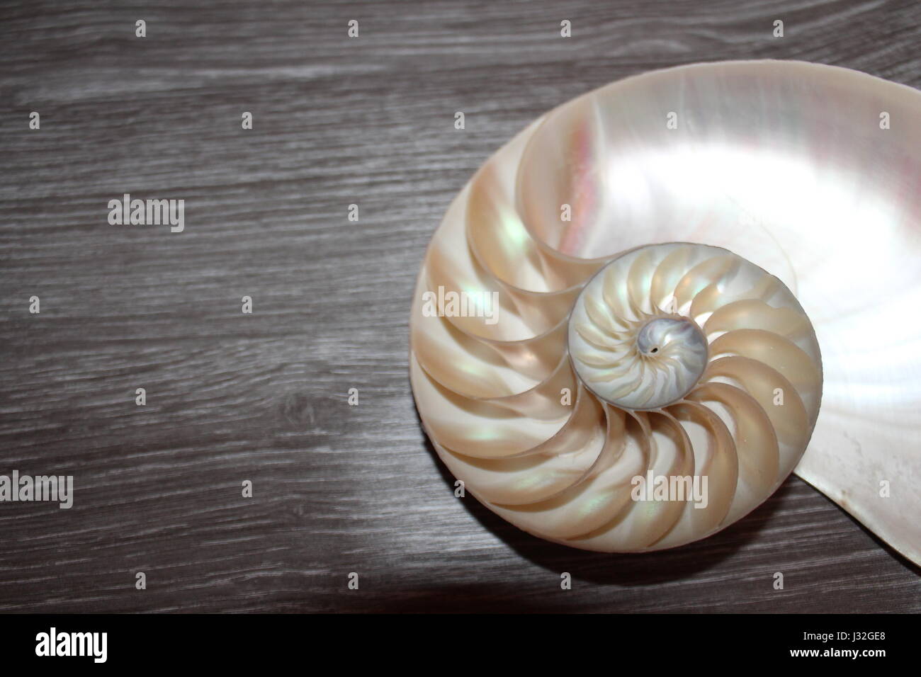 Shell Nautilus Fibonacci Section Spiral Pearl Symmetry Half Cross Golden Ratio Shell Structure Close Up Mother Pearl Pompilius Nautilus Shell Stock Photo Alamy