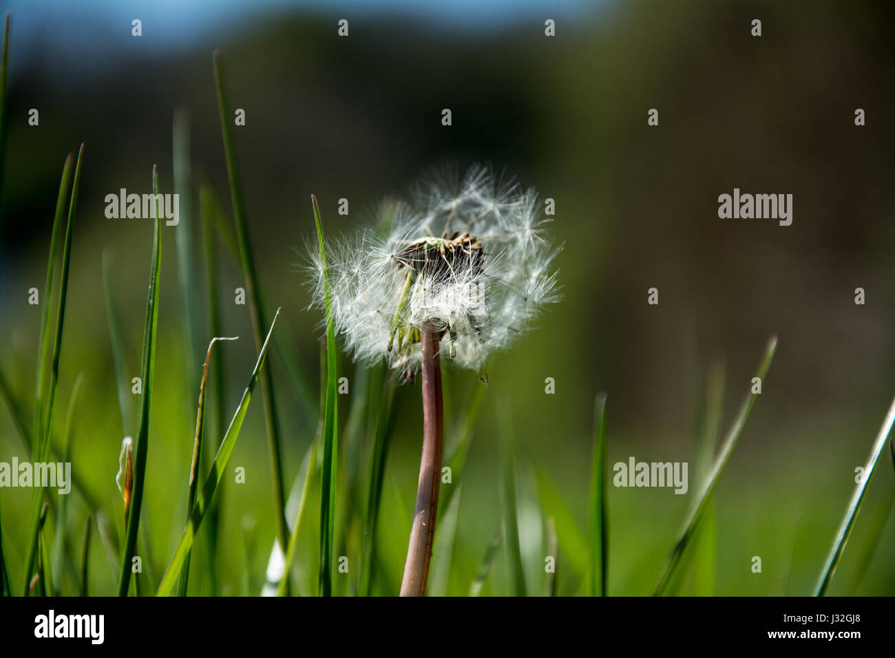 Close up of a Dandelion clock with some of its seeds blown away Stock ...